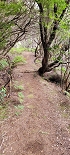 Plants: image 39 Of 208 Thumb